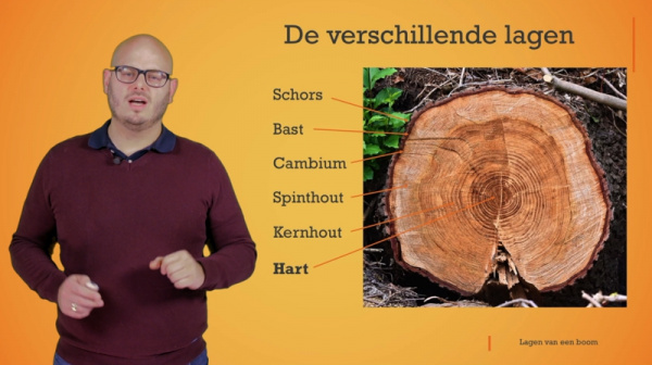 secundair onderwijs: De verschillende lagen van een boom | Wezooz Academy