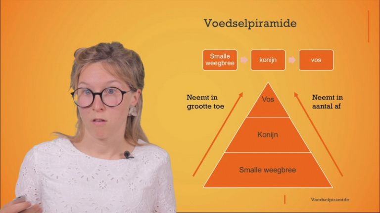 Een ander voorstelling van een voedselketen is een voedselpiramide